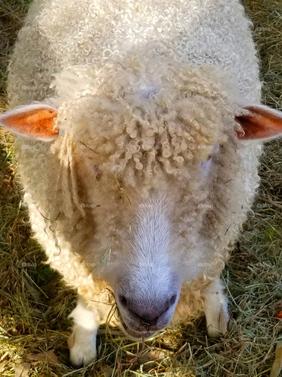 Sheep Headon