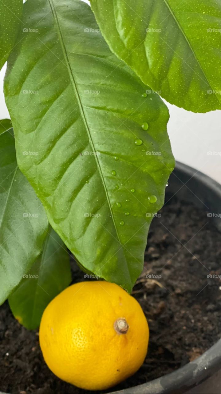 From a seed to a lemon tree
