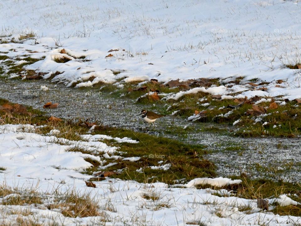 A bird enjoys the icy waters of a creek surrounded by snow