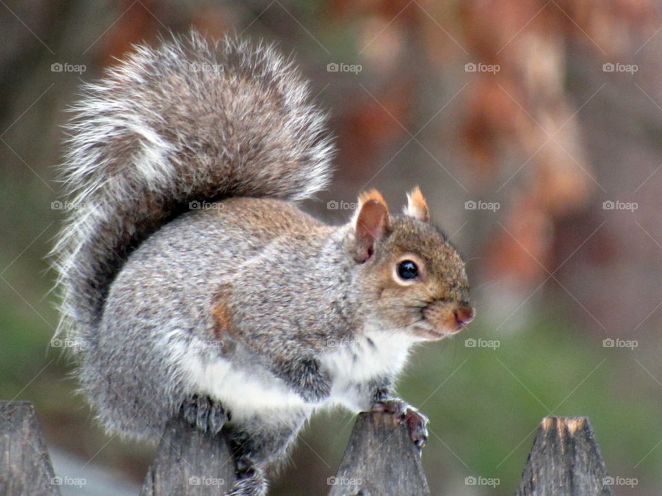 Gray Squirrel