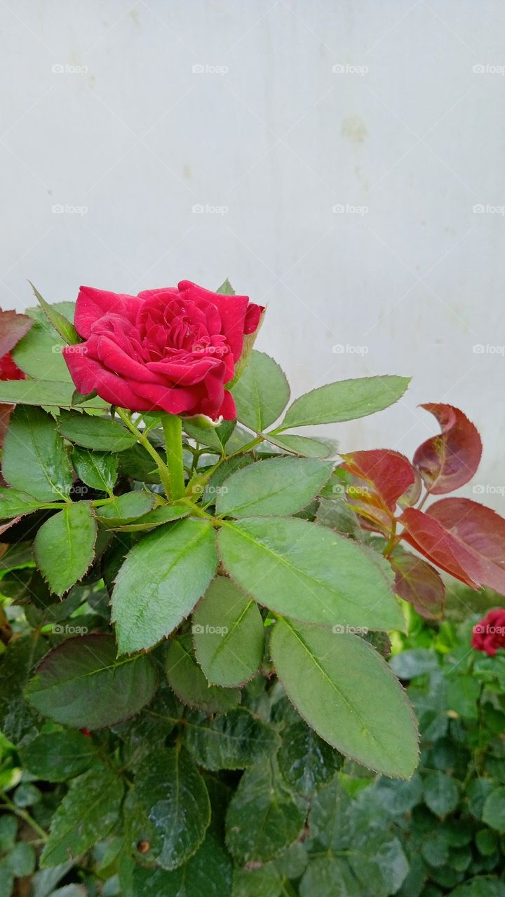 Red garden rose, it is a predominantly hybrid rose, that grown as ornamental plants in private or public garden, they are one of the most popular cultivated flowering plants, shoot at mon, 4 jul, 2022, 7:00 am, lucknow india.