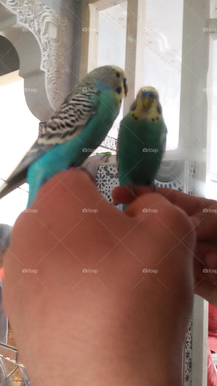 A parrot stands on a my hand looking at its image in mirror.