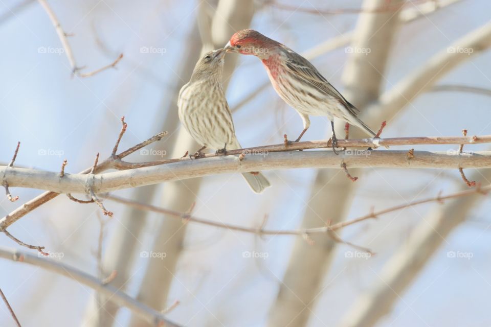 Precious house finch pair!! 
