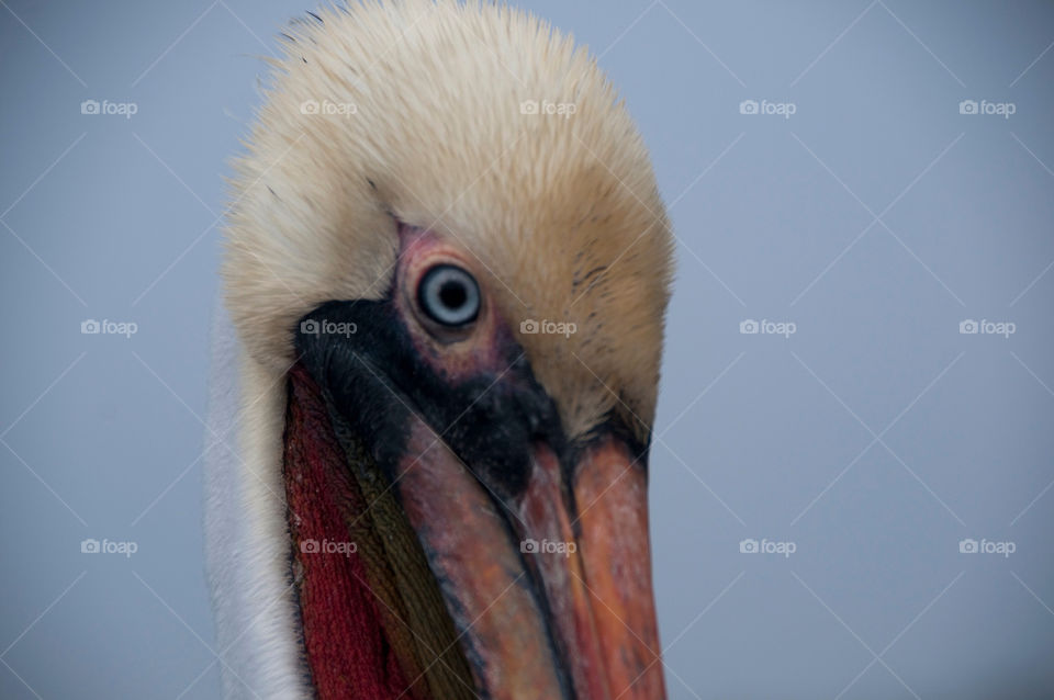 A close-up of the pelican