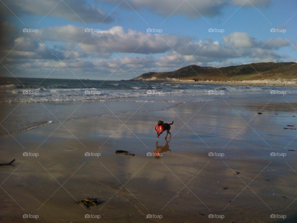 beach sky dog frisbee by ckehoe