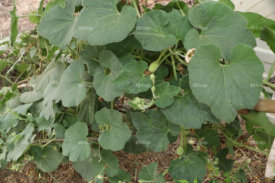 gourd plant