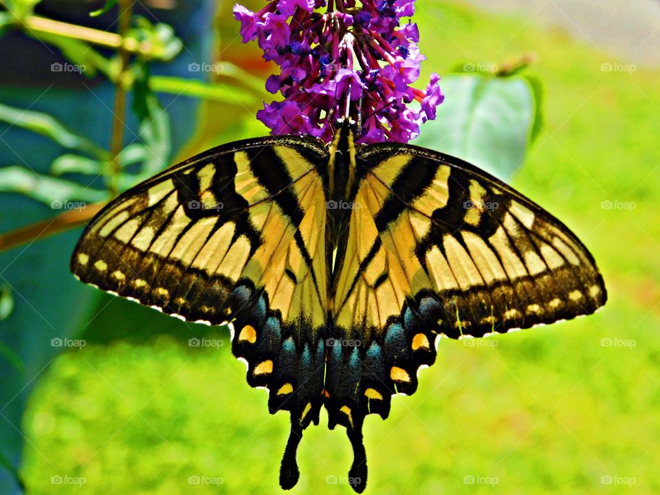 Shapes of nature - A great example of patterns in nature is this frequent visitor to my butterfly garden, the Eastern Tiger Swallowtail butterfly. These lovely creatures have unique sets of wings which mirror one another in patterns