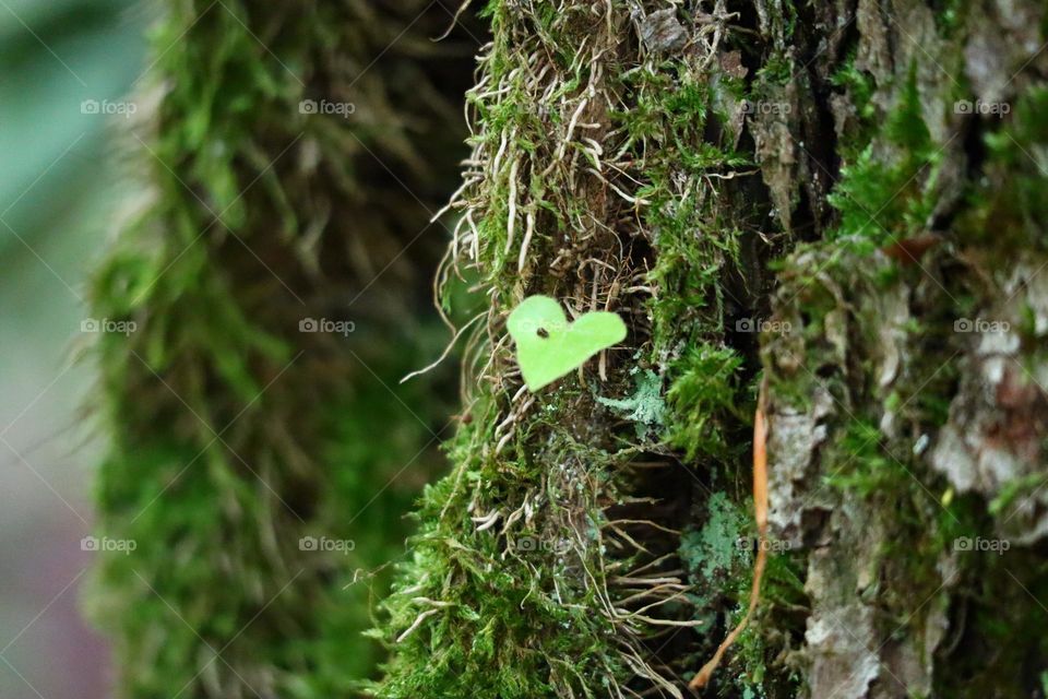 ای سراپایت سبز
دستهایت را چون خاطرهای سوزان، در دستان عاشق من بگذار
و لبانت را چون حسی گرم از هستی
به نوازشهای لبهای عاشق من بسپار
باد ما را با خود خواهد برد
باد ما را با خود خواهد برد.