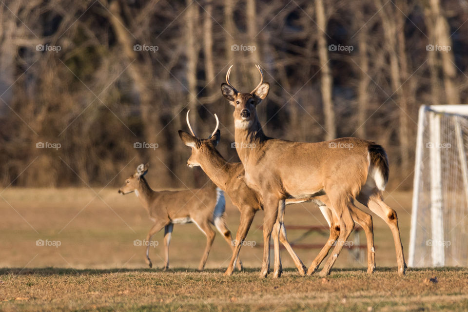 Deer lineup 