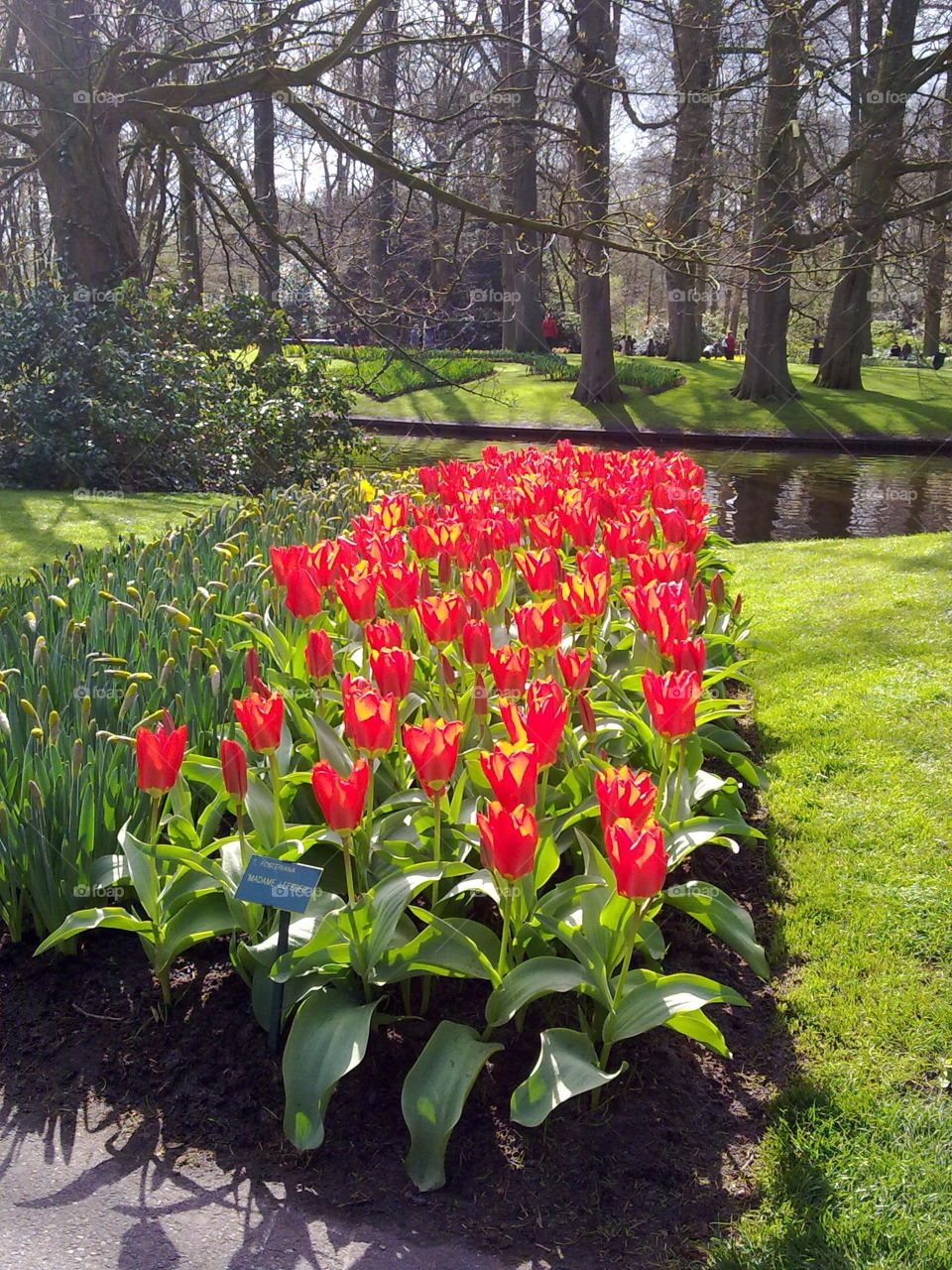red tulips. taken in spring 2010