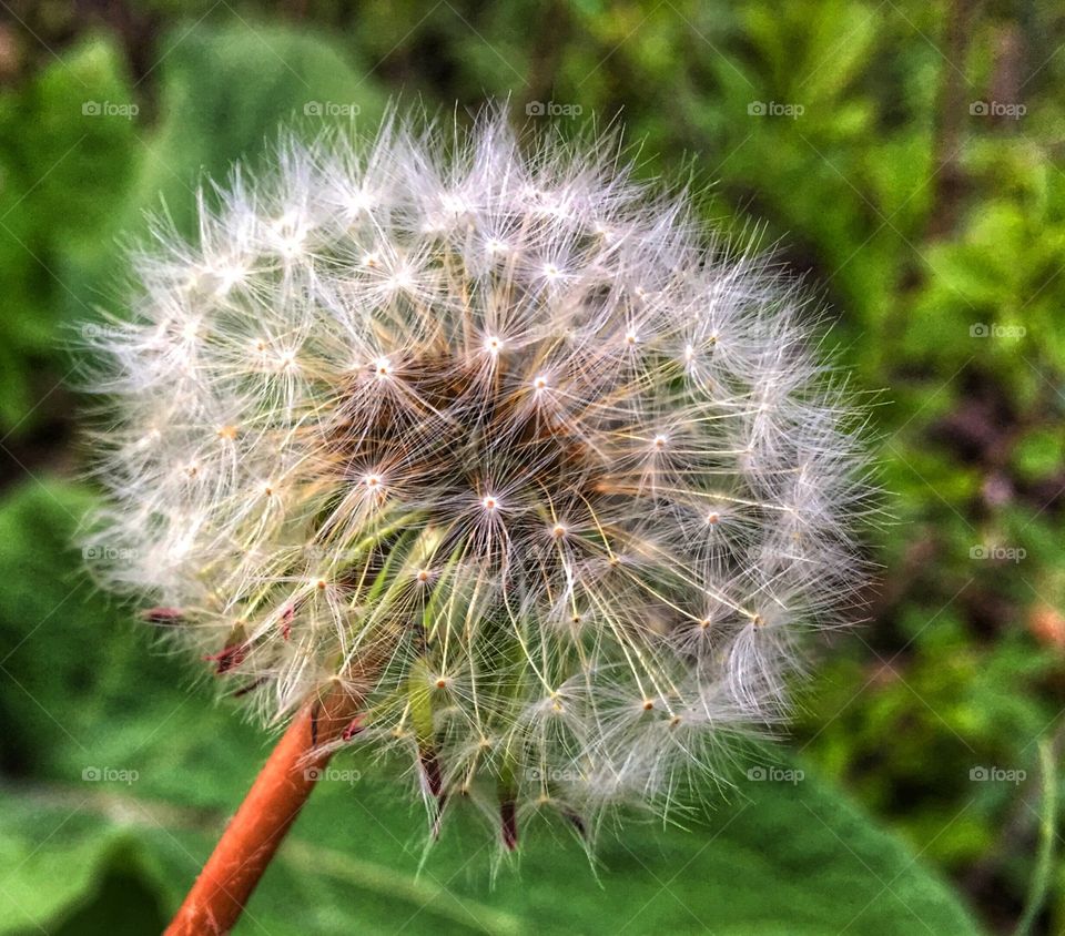 Dandelion