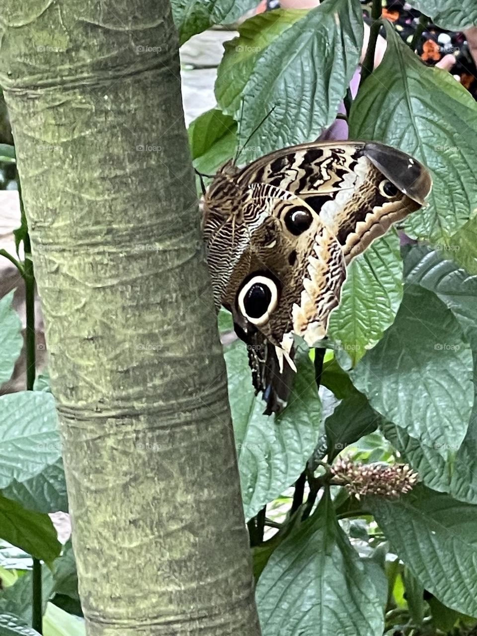 Butterflies are free