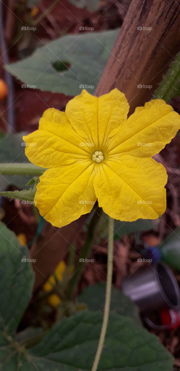 cucumber flowers
