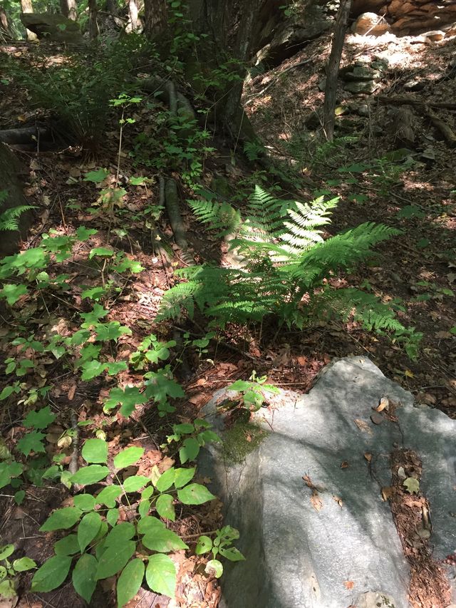 Nature fern