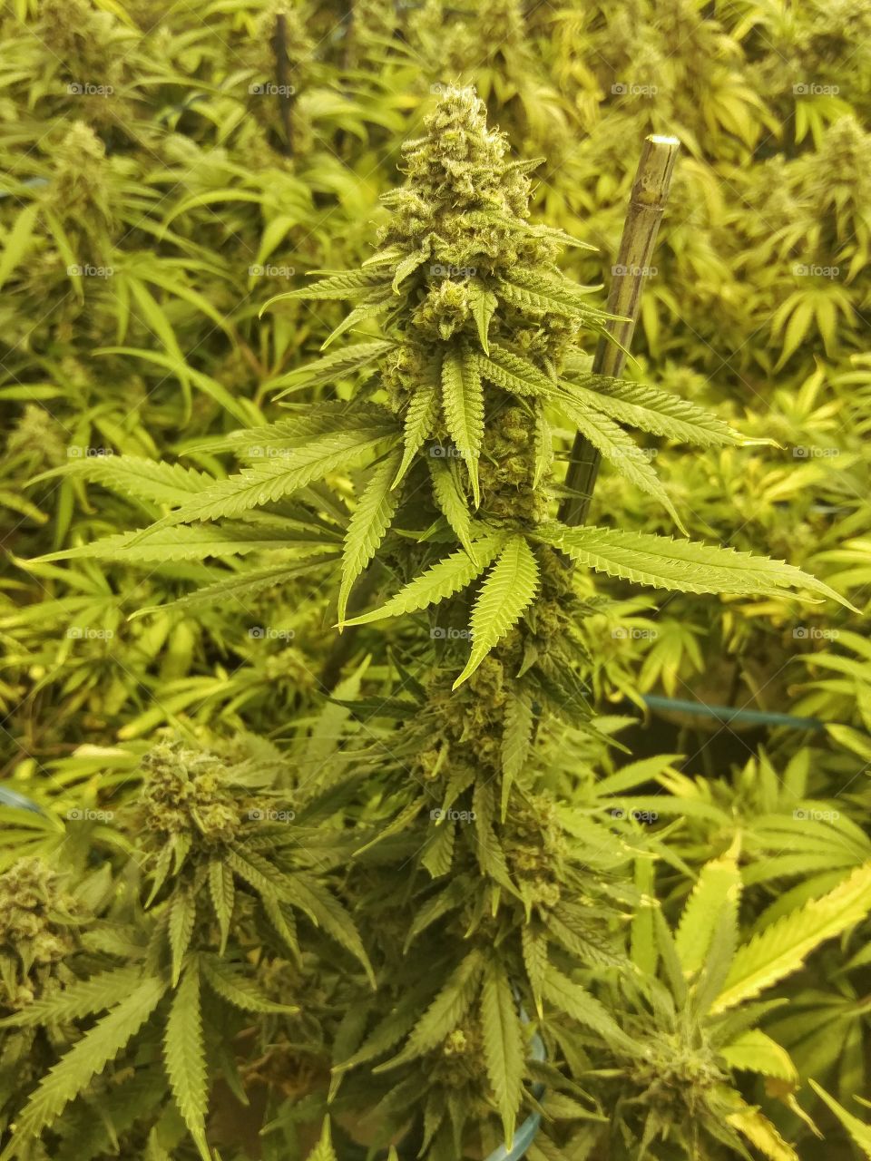 Marijuana Buys on Indoor Plant. Big marijuana bud on top of indoor cannabis plant with leaves