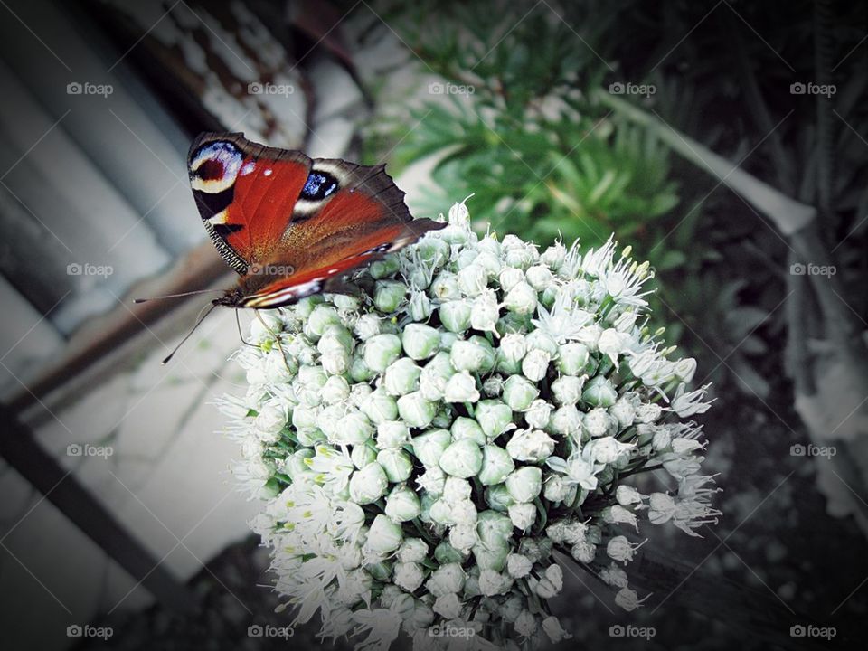 Beautifull buterfly on beautifull flower