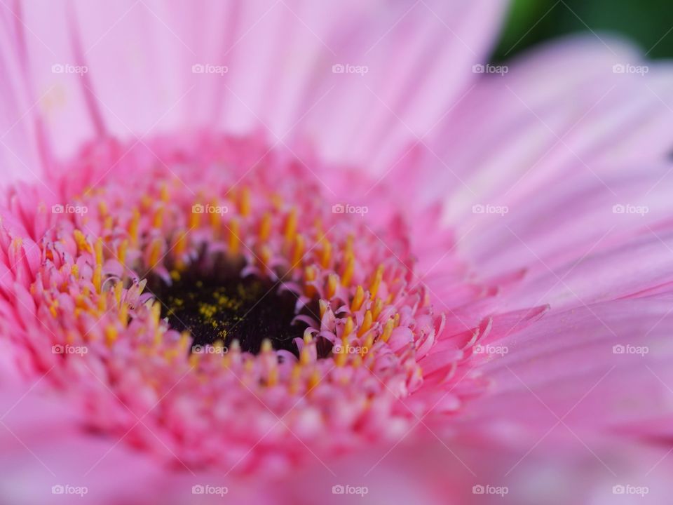 Close up of pink flower