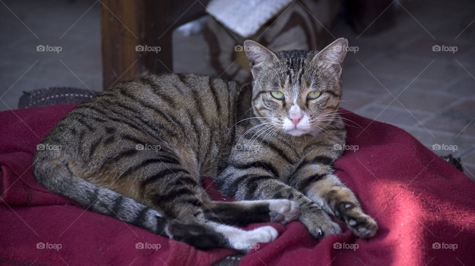 Missy Meow, enjoying the sunlight on her bright and colourful day bed, with the question in her eyes of what's next for supper.