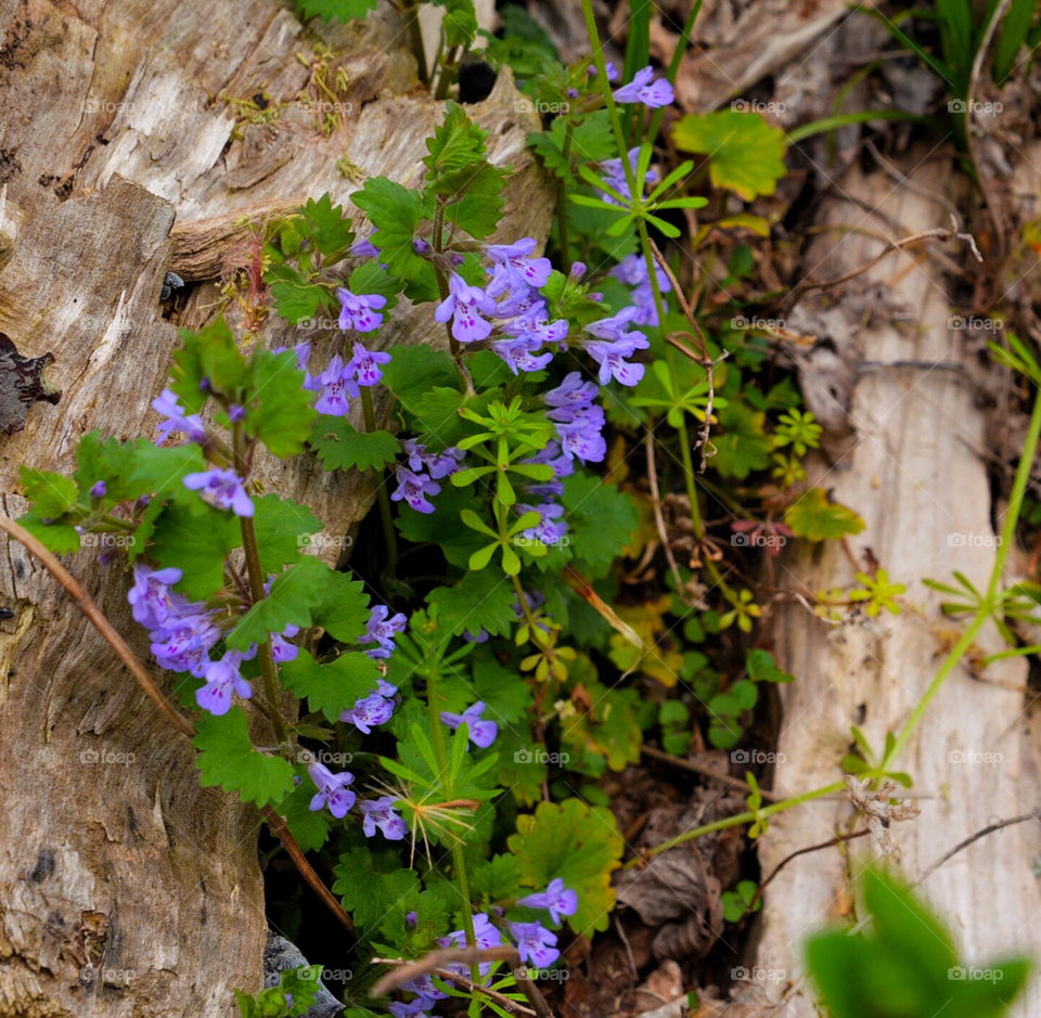 Wildflowers in the forest