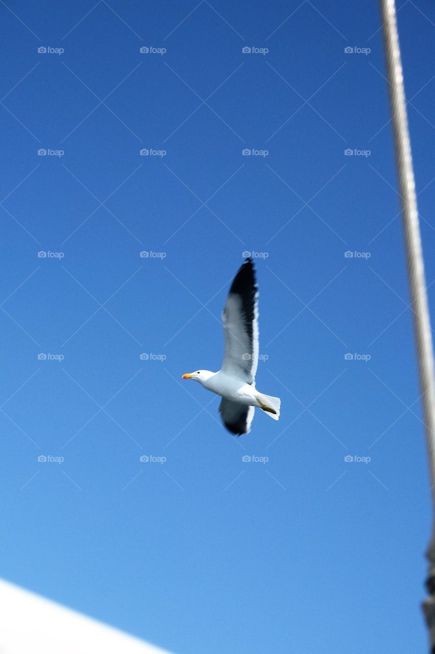 seagull