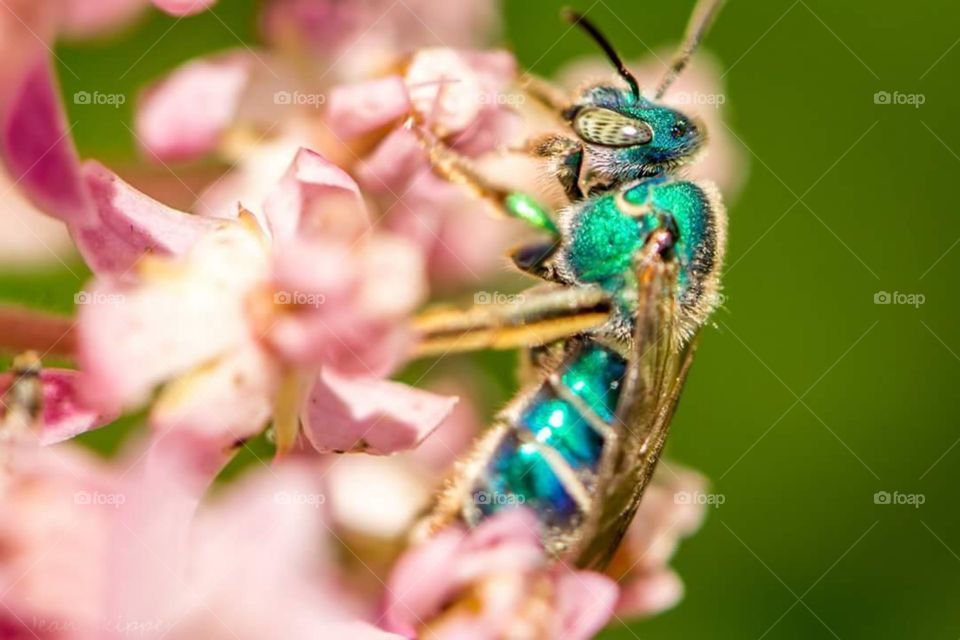 Green Bee on Pink Flower