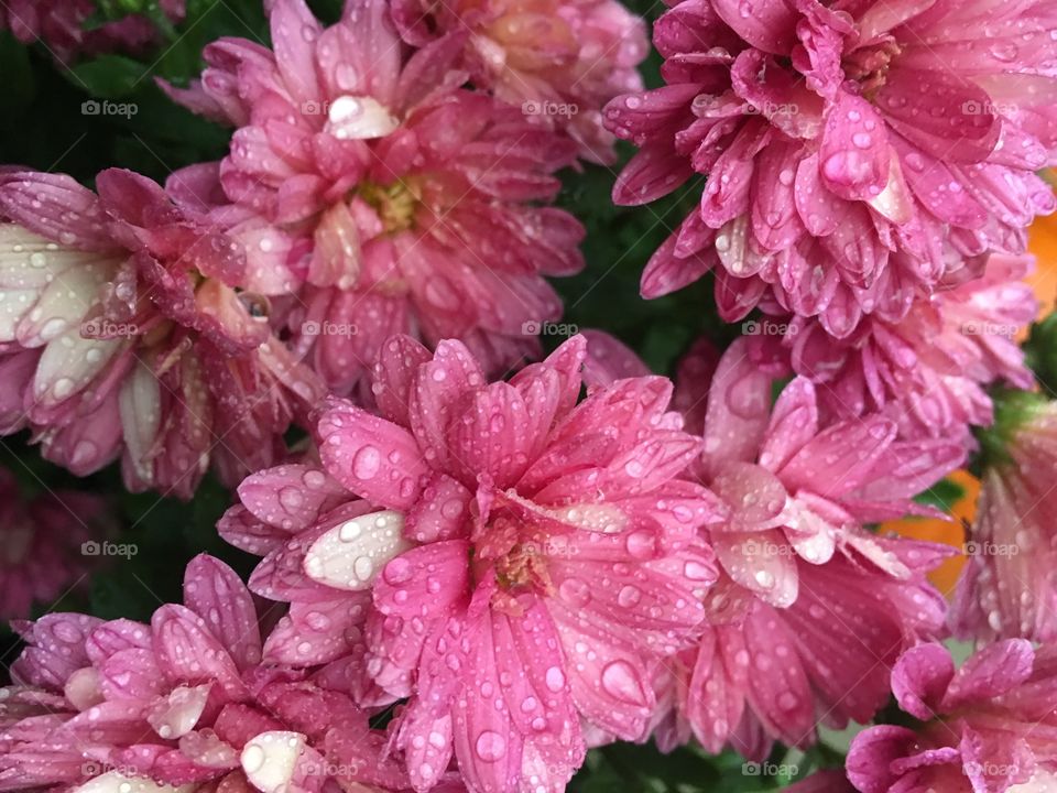 Pink mums after a fresh rainfall.