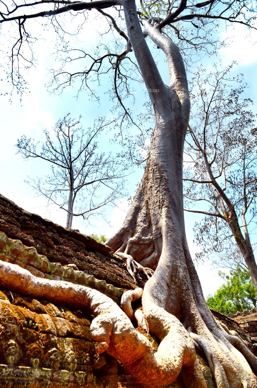 Giant trees & Ta Prohm, Siem Reap