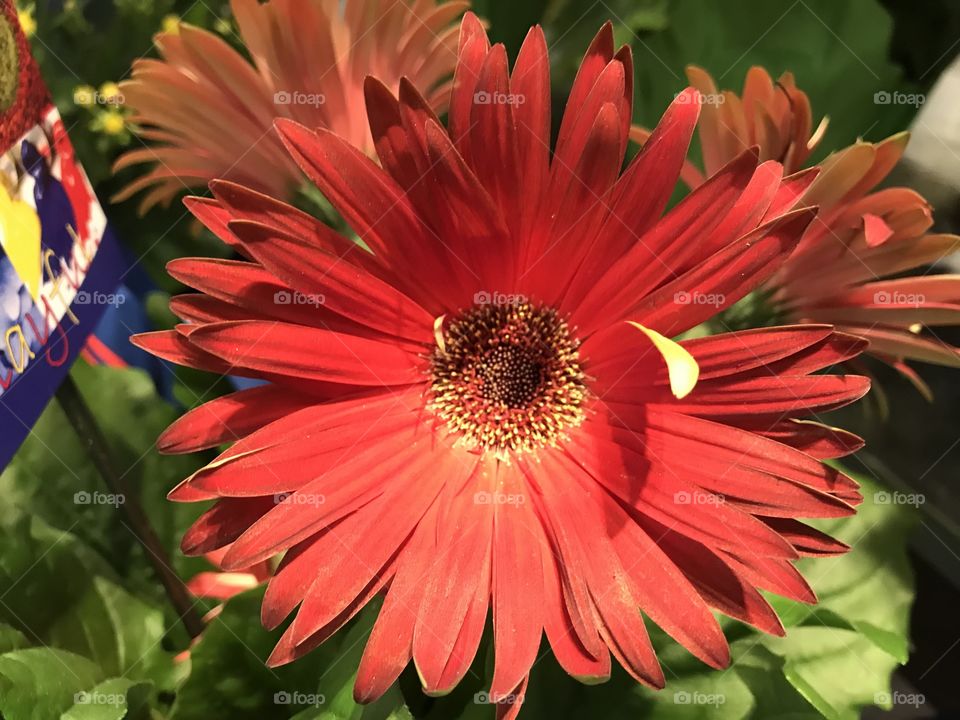 Closeup of red daisy 
