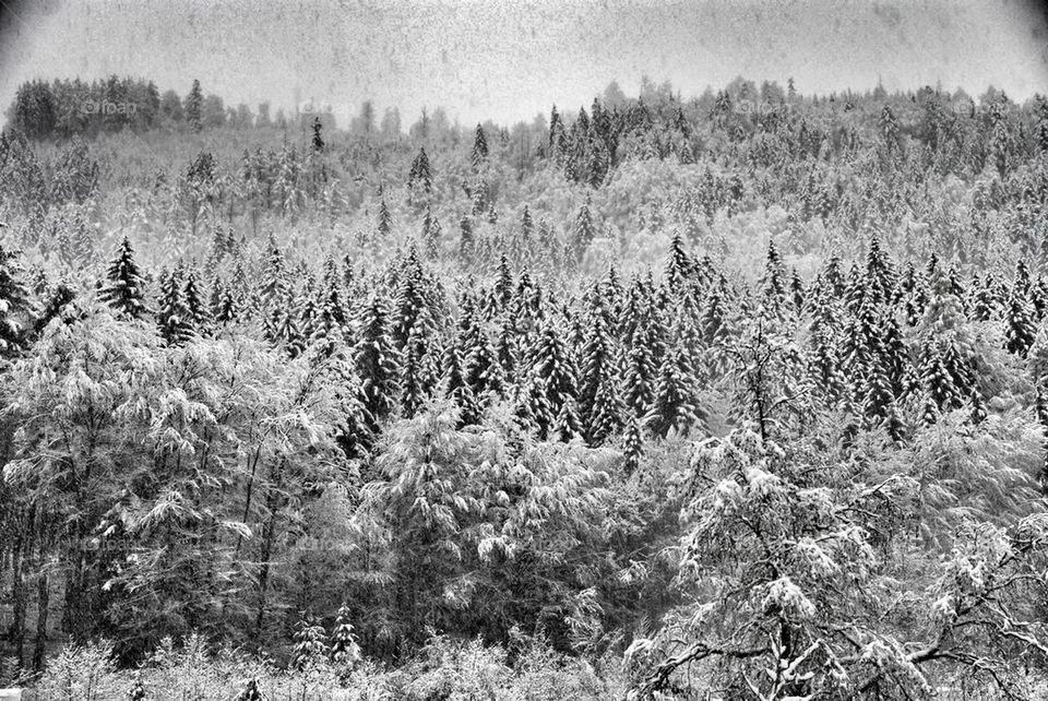 winter mountain trees forest by Nikita80