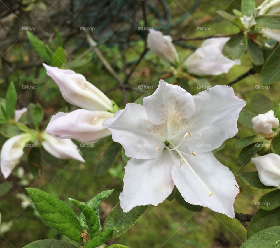 Flowers