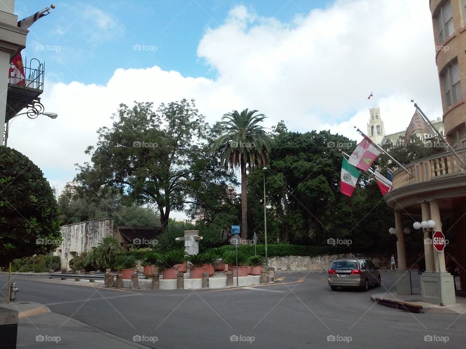 Giant majestic trees standing guard in downtown sunny San Antonio, Texas [original photo].