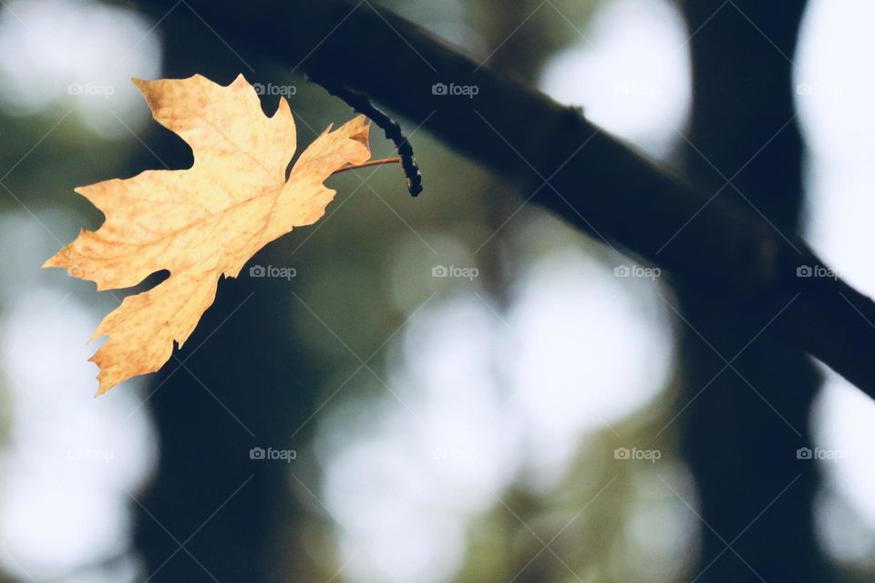 A single yellow leaf hangs in a tree during the transition to Fall season, waiting to be released 