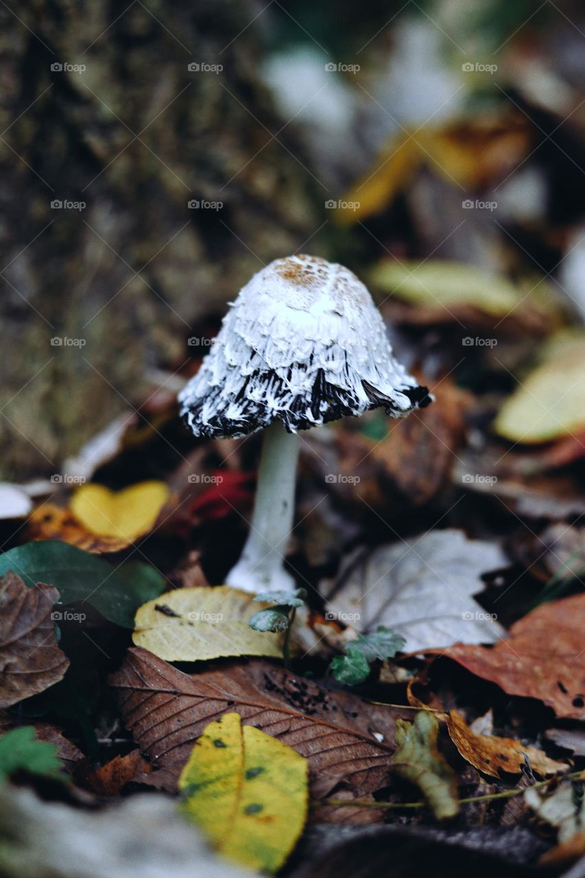 Shaggy mane