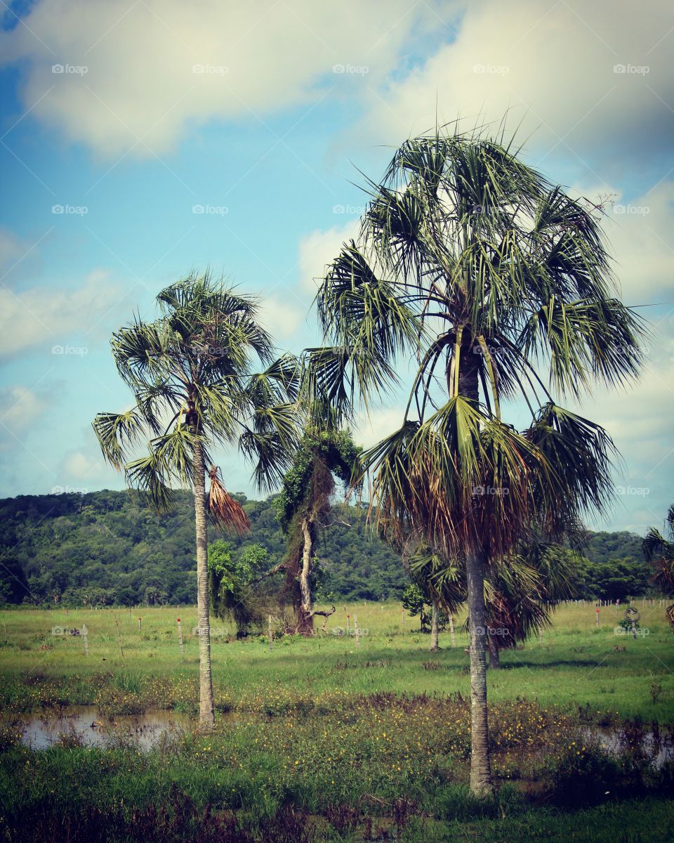 Tree, Palm, No Person, Beach, Nature