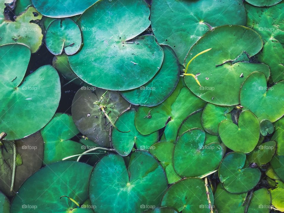 Lotus pond