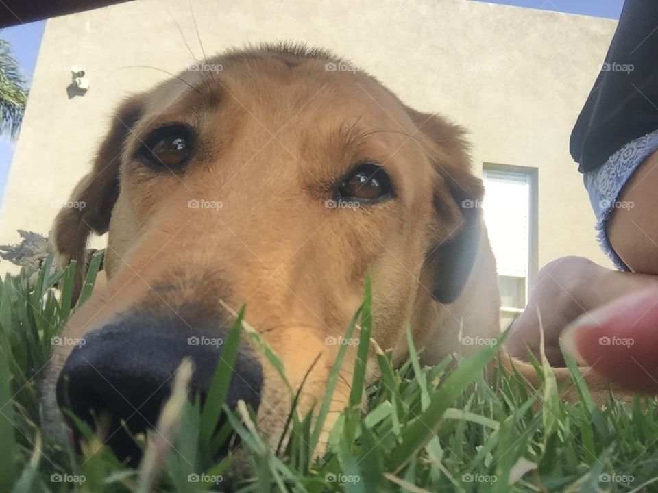 Cute, Dog, Grass, Animal, Young