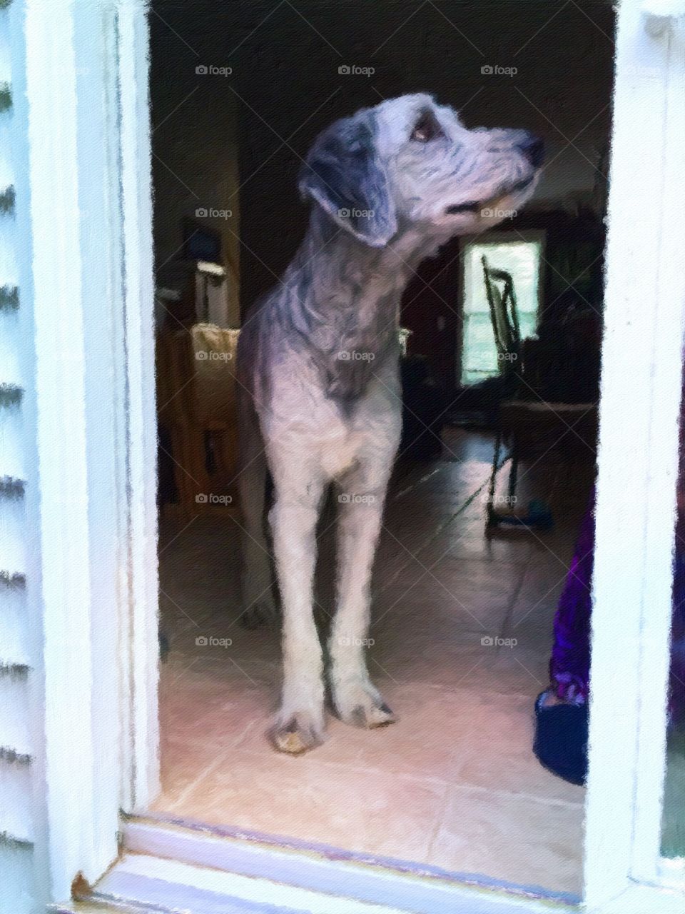 woofy in doorway. woofy waiting for approval to good outside