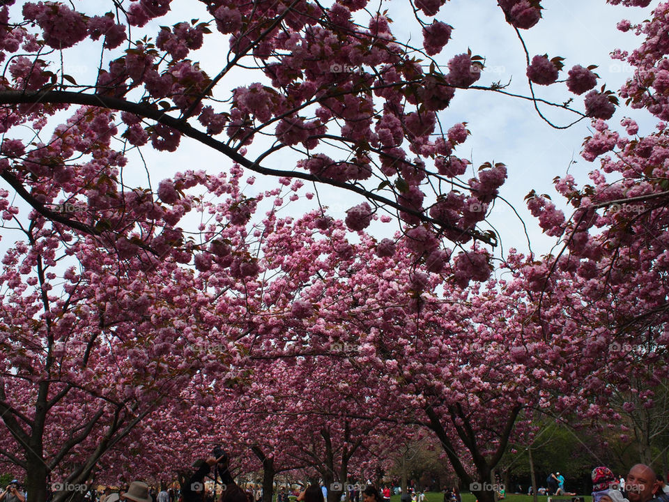sky spring garden botanical by m_licardo