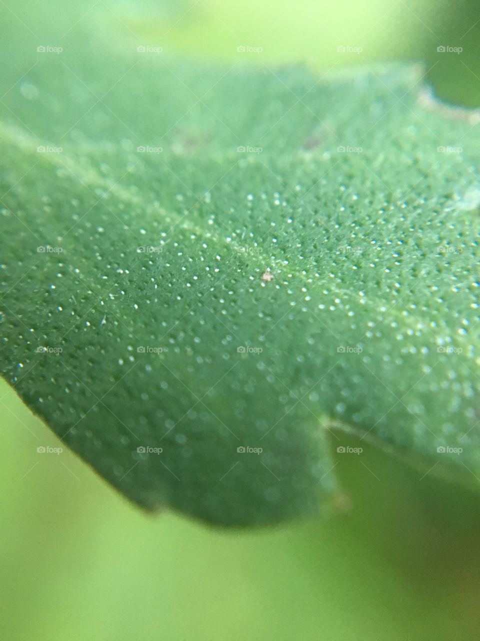 Macro Green Leaf