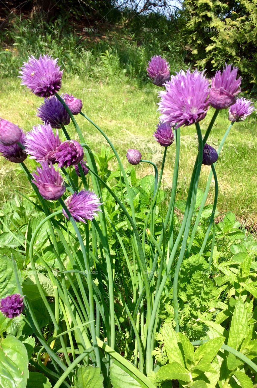 Chive blossoms