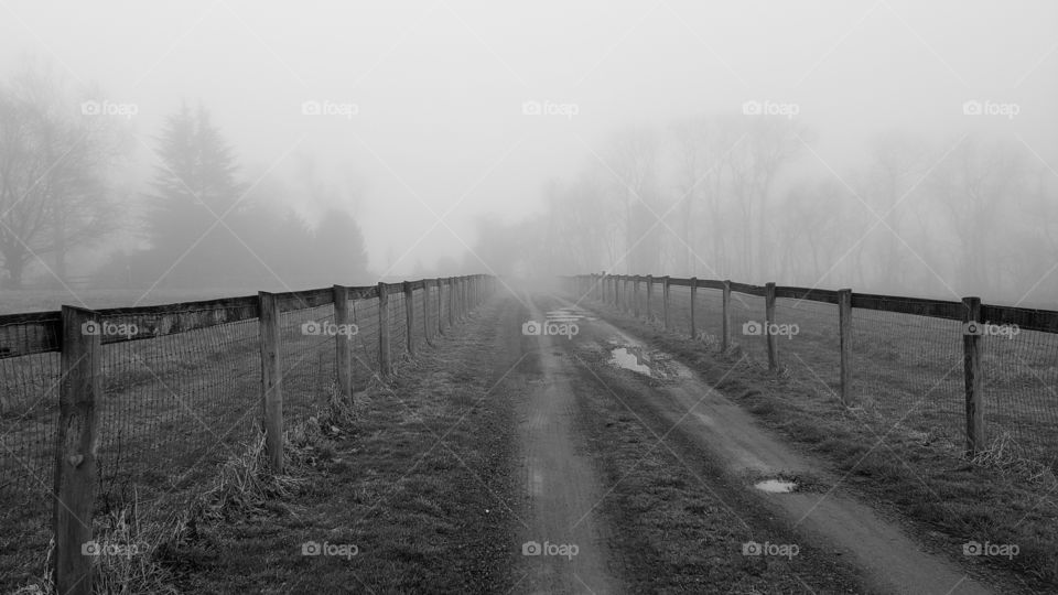 Long Foggy driveway