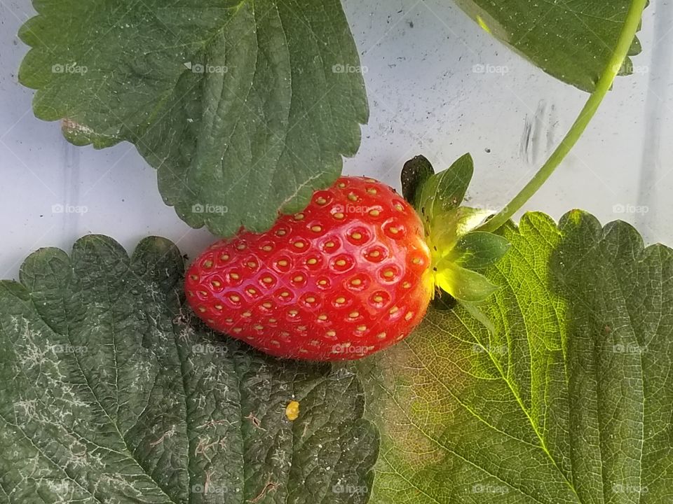 Fresh red spring strawberries