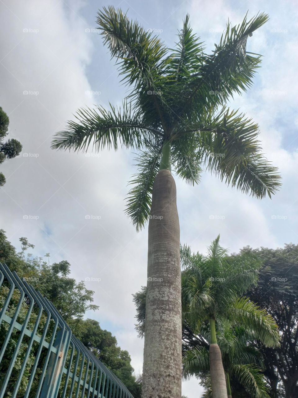 As palmeiras não são como árvores comum. Elas não têm tronco e sim estipe, esse ponto é seus tecidos adjacentes compõe o Maristela ou gema terminal, também chamado de palmito