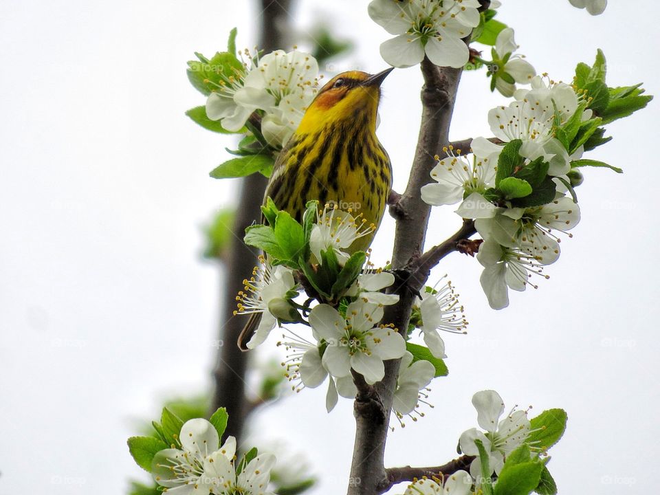 Cape May Warbler my yard Boucherville 