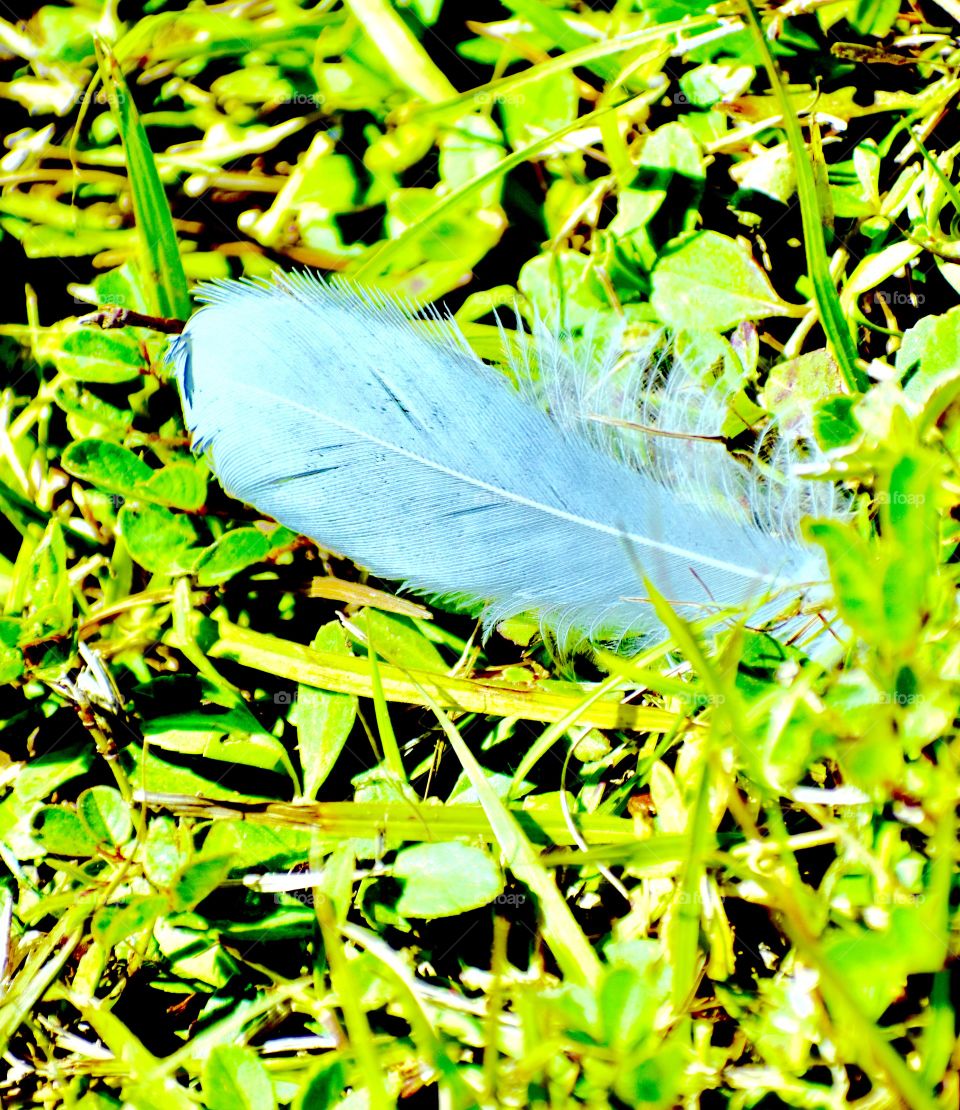 Lone feather 
