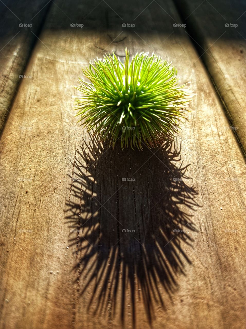 Exotic fruit shadow