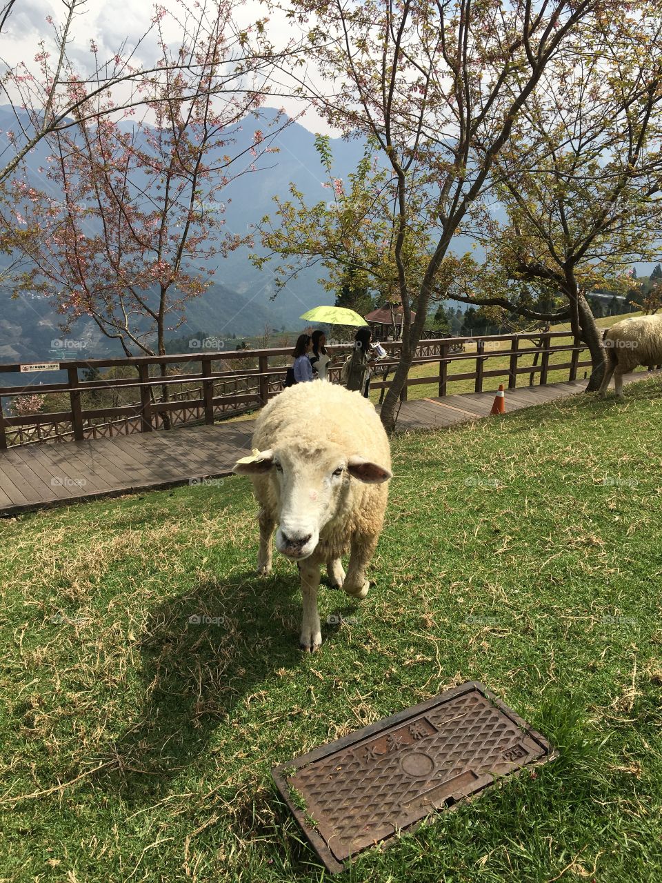 Baba the sheep stayingup in the mountian in Taiwan