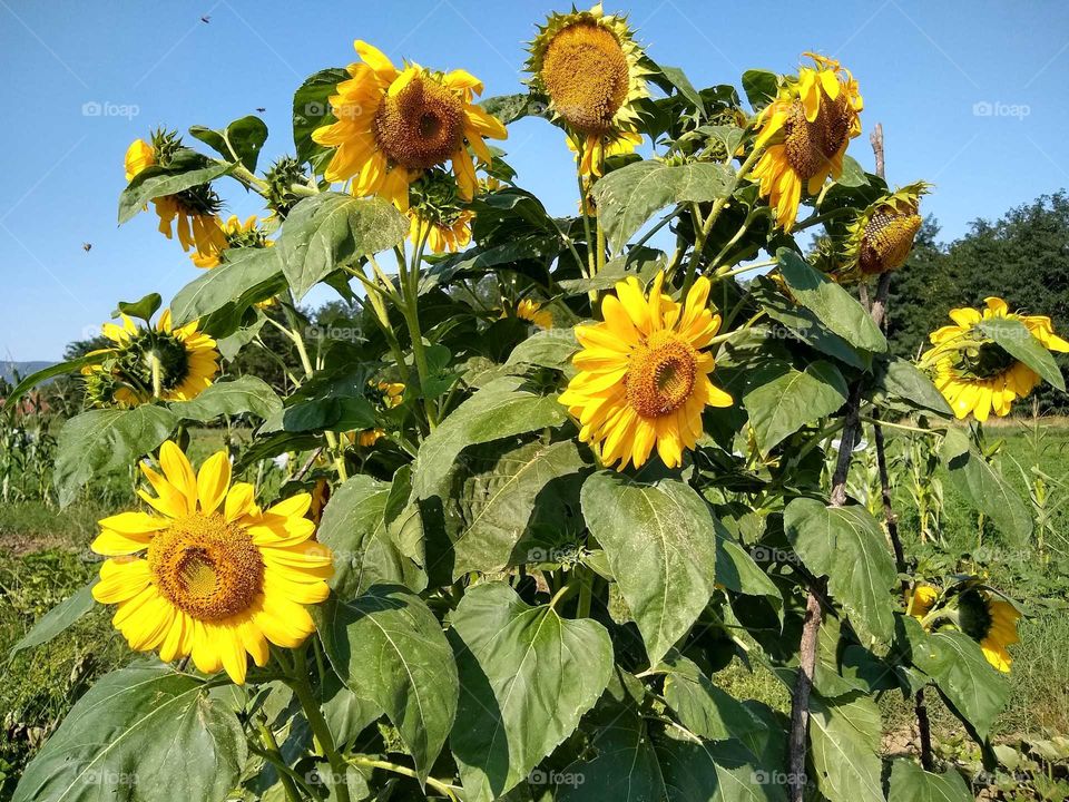 sunflowers