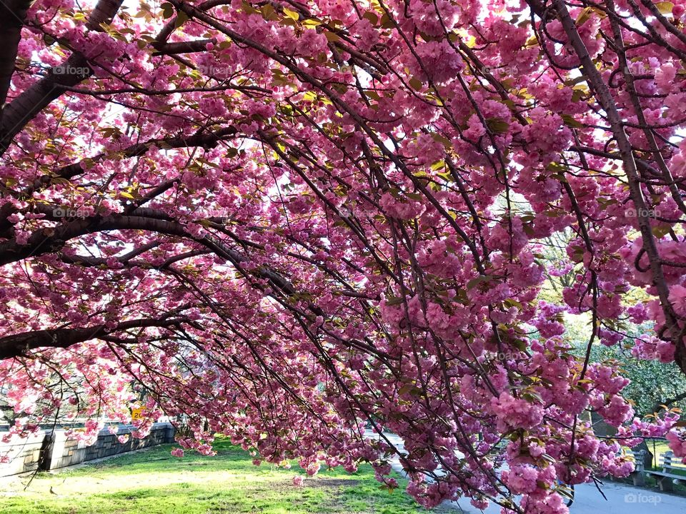 Cherry Blossoms, Riverside Park 