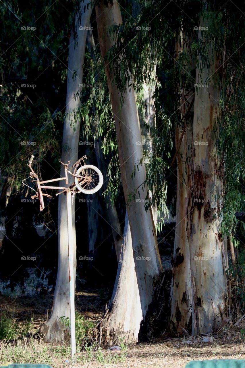 Lonely bicycles on a pole in the woods